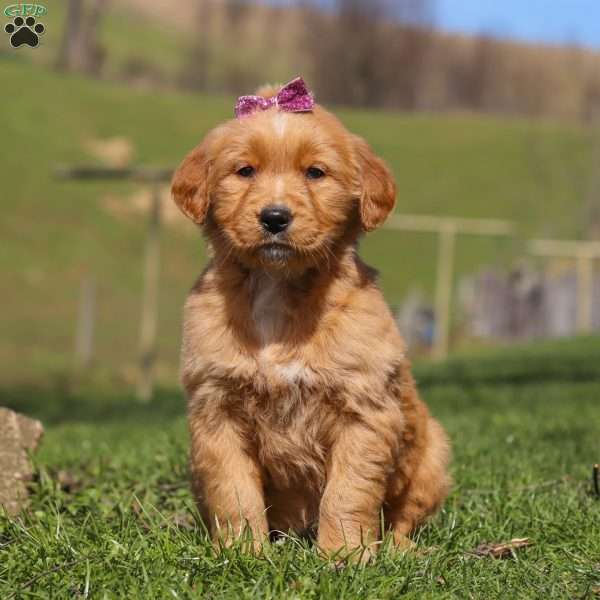 Rose, Golden Retriever Puppy